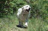 GOLDEN RETRIEVER 1158